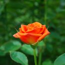 오수농장 이미지