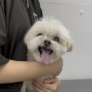 댕그리몽 이미지