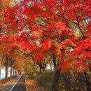 선화로 이미지