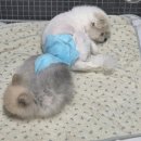 보담동물병원 이미지