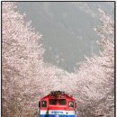 꽃피는봄이오면 이미지