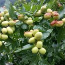 회인농장 이미지