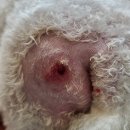 부평종합동물의료센터 | [부평 동물병원]24시부평종합동물의료센터 후기 (강아지 낭종, 딱지, 염증)