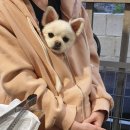 들안길애견펜션 이미지