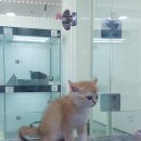 아지와 양이 이미지