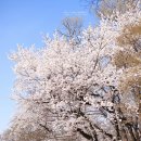 블라썸 커뮤니티센터 | 공주 계룡산 벚꽃 명소 &amp; 현지 맛집 완벽 가이드 2026