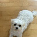 댕콤달콤 이미지