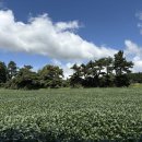 가보영농조합법인 이미지