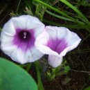 철원고구마 이미지