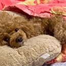 가비장의 | 강아지 비장종양 수술 후기 8살 반려견 건강검진으로 조기발견