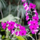 플라워 테라피(B) 이미지