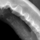 바스텟고양이병원 이미지