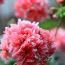 블루마리 이미지