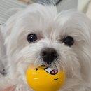 그루밍샵 | 내돈내산 시흥장현 강아지미용샵 그루밍이즈 후기입니듀