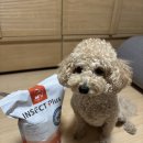 멍멍개야 | [ 추천 :: 강아지알러지사료 / 강아지비만사료 엉클홈 인섹트플러스 1.2kg 후기 ]