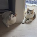 * 루 이야기 12 : 5년만에 왔어요. 이미지