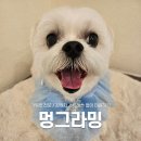 검단애견미용 가위컷 전문으로 스트레스 제로 <멍그라밍>, 말티즈 부분미용 얼굴컷 후기