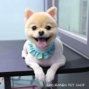 사쿠란보애견샵 부산대점 이미지