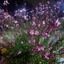 가우라:홍접초:나비바늘꽃:분홍바늘꽃 이미지