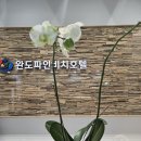 완도파인비치호텔 네이버블로그