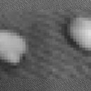 분당 필동물병원 이미지