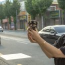 김해 강아지분양 고양이분양 도그하우스 대성점 이미지