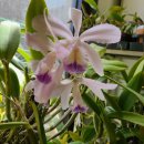 인터매니아 이미지