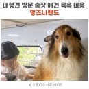 핑크멍 | 경남 경북 울산 부산 반려견 대형견 방문 출장 애견 목욕 미용- 멍즈니랜드 이용후기