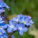 물망초forgetmenot 이미지