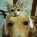 멍멍이와 야옹이 이미지