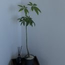 백화stay 이미지