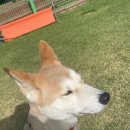 메이저 애견훈련학교 이미지