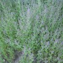 인진쑥농장 이미지