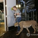 개와고양이 반려동물원 이미지