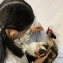 아가마미 고양이카페 이미지