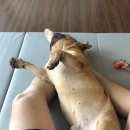 부로안샵