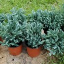 블루버드 이미지