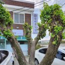 시골반찬 | 세종 학마을식당 백반 후기｜반찬 10가지 넘는 시골맛집 실제 방문기