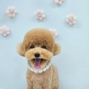 원펫살롱 이미지