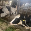 동현목장 이미지