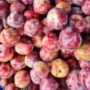 청용농장 이미지