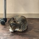 보령시모란공원 관리사무실 | 그냥 과식하는 일상 42