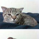 심드렁