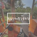 덕현 제3농장 | 제주 서귀포시 최남단체험감귤농장 모노레일, 숲놀이터 체험후기