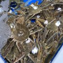 삼호로-2 | 포항 영일대 대게 현지인 맛집 하봉석회대게 2인세트 솔직 후기