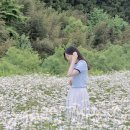 [장성] 데이지 꽃 명소 담서🍳🌼(데이지 개화현황/포토존📸/솔직 후기)