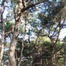 명품소나무길 이미지