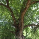 홍산향교 은행나무 이미지