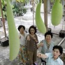 조롱박 연합뉴스