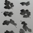 사군자 국화 이미지